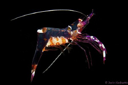 Transparent shrimp by Doris Vierkoetter 